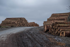 Efektywne Firmy 2021 Przemysłu Drzewnego i Papierniczego
