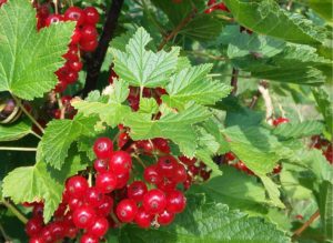 OGL Service Sp. z o.o. to Efektywna Firma, Gepard Biznesu i Mocna Firma Godna Zaufania 2022