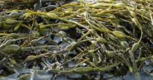 Algavita Sp. z o.o. to Efektywna Firma 2023, Gepard Biznesu 2023 i Mocna Firma Godna Zaufania 2023