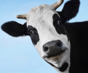 Centrum Hurtowe Pasz Mirosław Bąk i Sławomir Wojtylak sp.j. to Brylant Polskiej Gospodarki i Gepard Biznesu 2022