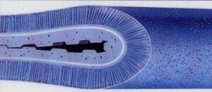 Jarpo Sp. z o.o. to Gepard Biznesu 2023