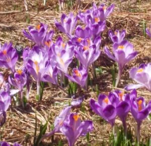 AP-LOGIC Sp. z o.o. to Brylant Polskiej Gospodarki, Efektywna Firma, Gepard Biznesu i Mocna Firma Godna Zaufania 2021