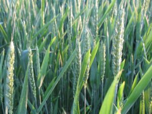 Hodowla Roślin Snowidza Sp. z o.o. to Gepard Biznesu 2021