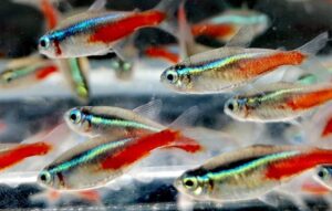 Skalarfarm Sp. z o.o. to Efektywna Firma 2023