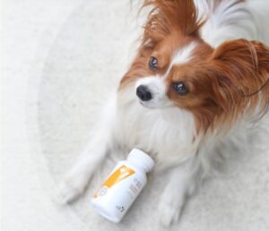 Vet Planet Sp. z o.o. to Efektywna Firma, Gepard Biznesu i Mocna Firma Godna Zaufania, Wielki Brylant Polskiej Gospodarki i Worldwide Company 2022