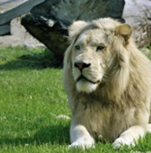 ZOO Borysew Sp. z o.o. to Brylant Polskiej Gospodarki, Efektywna Firma, Gepard Biznesu i Mocna Firma Godna Zaufania 2024