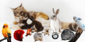 ZOOLOG Jarosław Danek, Roman Myrdzio Sp.k. to Brylant Polskiej Gospodarki, Efektywna Firma, Gepard Biznesu i Mocna Firma Godna Zaufania 2022