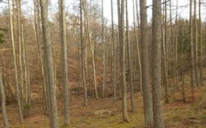 Usługi Leśne i Ogrodnicze Elitelas Sp. z o.o. to Brylant Polskiej Gospodarki, Efektywna Firma, Gepard Biznesu i Mocna Firma Godna Zaufania 2023