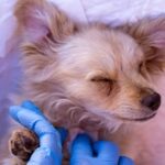 Fenix Pet Sp. z o.o. to Brylant Polskiej Gospodarki, Efektywna Firma, Gepard Biznesu i Mocna Firma Godna Zaufania 2025