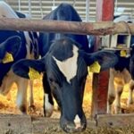 Milkpol Polska Sp. z o.o. to Wielki Brylant Polskiej Gospodarki 2024